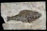 Miocene Fossil Fish From Nebraska - New Material #113172-1